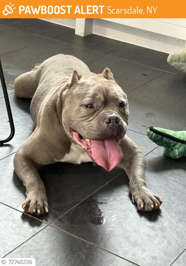 Found/Stray Male Dog last seen Weinberg Nature Park, off the Hutch, Scarsdale, NY 10583