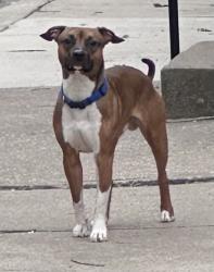 Found/Stray Unknown Dog last seen Walker street/sycamore/ mt.auburn 45202, Cincinnati, OH 45219