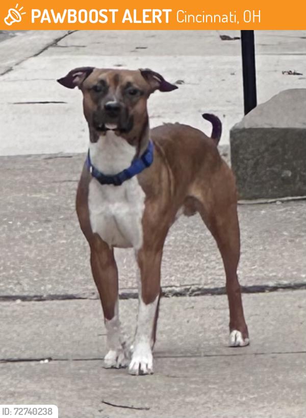 Found/Stray Unknown Dog last seen Walker street/sycamore/ mt.auburn 45202, Cincinnati, OH 45219