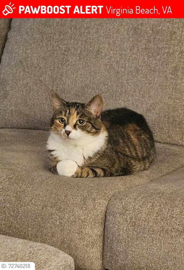 Lost Female Cat last seen Providence Rd and Whitehurst Landing, Virginia Beach, VA 23464