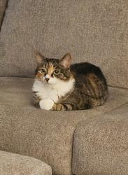 Lost Female Cat last seen Providence Rd and Whitehurst Landing, Virginia Beach, VA 23464