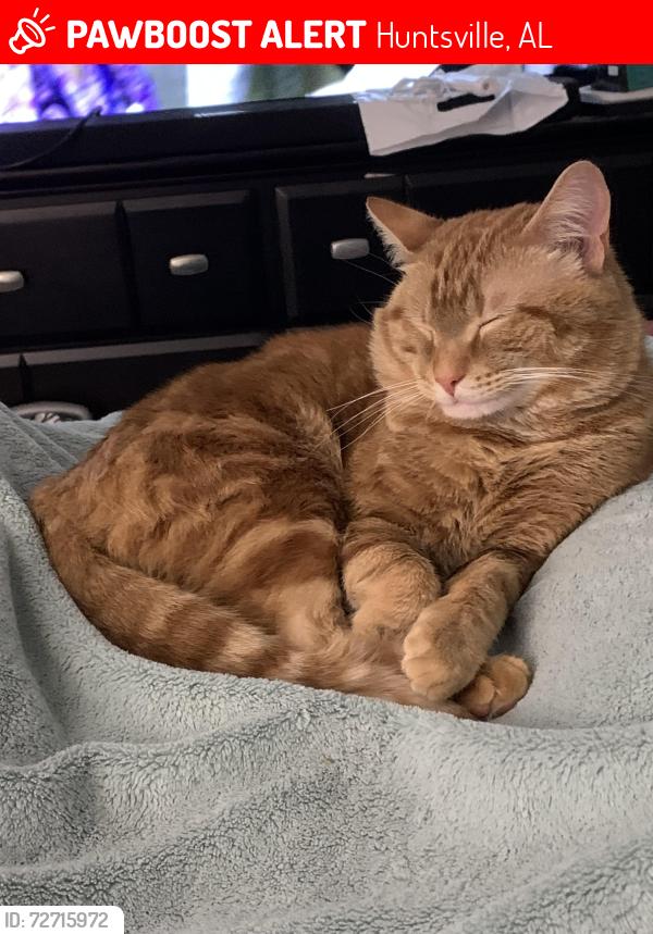 Lost Male Cat last seen Apts off Research blvd, Huntsville, AL 35801