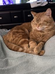 Lost Male Cat last seen Apts off Research blvd, Huntsville, AL 35801