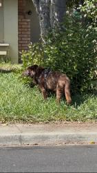 Found/Stray Unknown Dog last seen Near Fredi, Union City, CA 94587