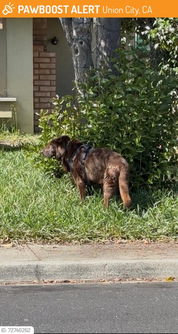 Found/Stray Unknown Dog last seen Near Fredi, Union City, CA 94587