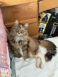 Lost Female Cat last seen 24th & J st, Lincoln, NE 68510