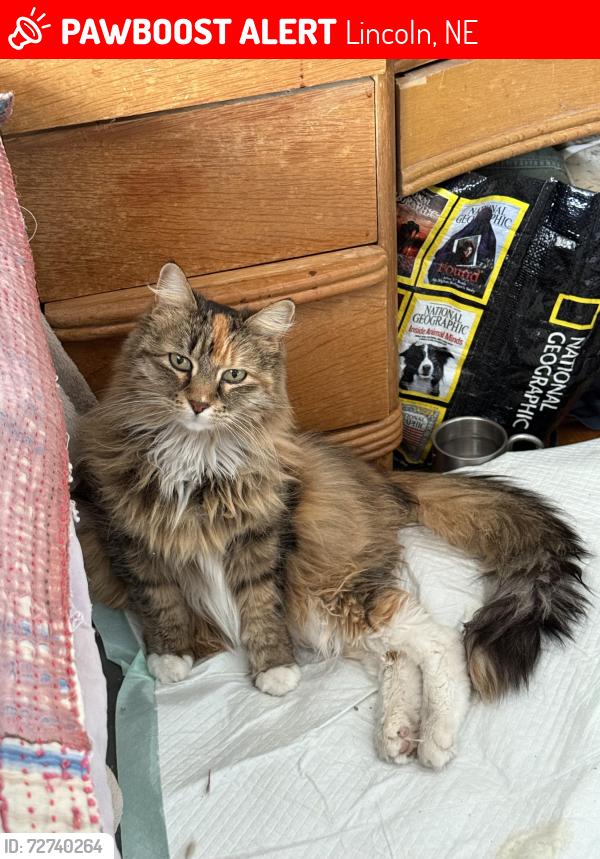 Lost Female Cat last seen 24th & J st, Lincoln, NE 68510