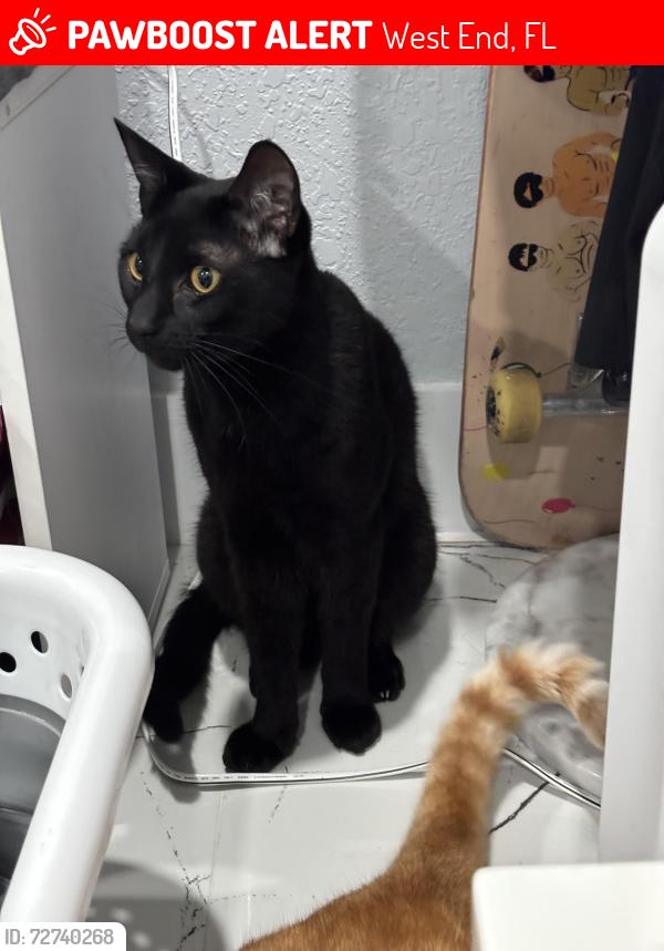 Lost Male Cat last seen sw 149th ave, West End, FL 33185
