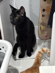 Lost Male Cat last seen sw 149th ave, West End, FL 33185
