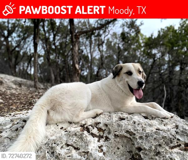 Lost Female Dog last seen moody, tx, Moody, TX 76557