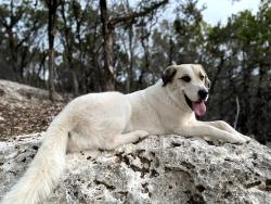 Lost Female Dog last seen moody, tx, Moody, TX 76557