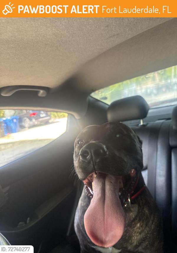 Found/Stray Male Dog last seen Seminole ave, Fort Lauderdale, FL 33312