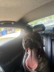 Found/Stray Male Dog last seen Seminole ave, Fort Lauderdale, FL 33312
