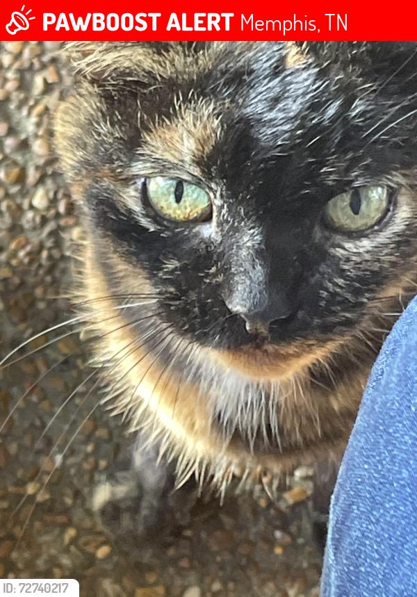 Lost Female Cat last seen Riverdale Manor , Memphis, TN 38119