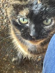 Lost Female Cat last seen Riverdale Manor , Memphis, TN 38119