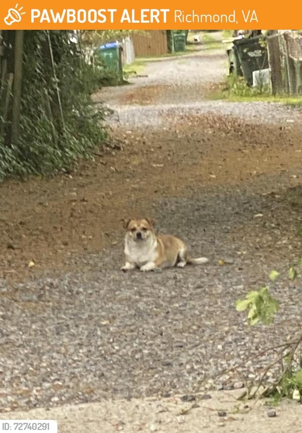 Found/Stray Male Dog last seen E 37th street Richmond Va , Richmond, VA 23224