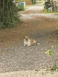 Found/Stray Male Dog last seen E 37th street Richmond Va , Richmond, VA 23224