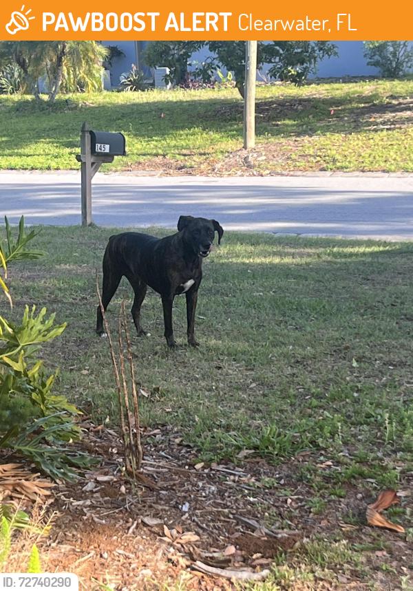 Found/Stray Male Dog last seen Sunset point and north highland ave, Clearwater, FL 33755