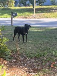 Found/Stray Male Dog last seen Sunset point and north highland ave, Clearwater, FL 33755