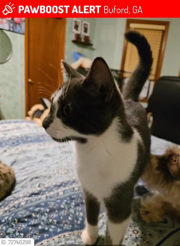 Lost Female Cat last seen Rock springs road , Buford, GA 30519