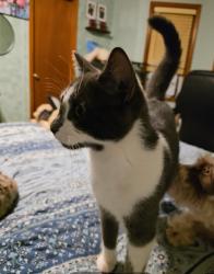 Lost Female Cat last seen Rock springs road , Buford, GA 30519