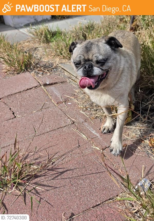 Found/Stray Unknown Dog last seen Daisy avenue & honeyle, San Diego, CA 92114
