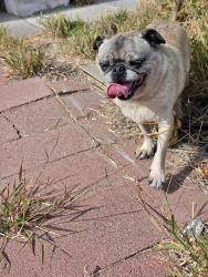 Found/Stray Unknown Dog last seen Daisy avenue & honeyle, San Diego, CA 92114