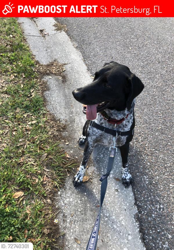 Lost Male Dog last seen 5th Ave north , St. Petersburg, FL 33710