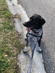 Lost Male Dog last seen 5th Ave north , St. Petersburg, FL 33710