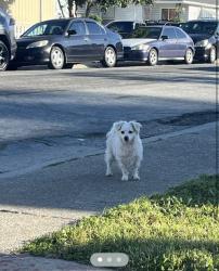 Found/Stray Unknown Dog last seen Grace Street / Donna Street, San Leandro, CA 94578