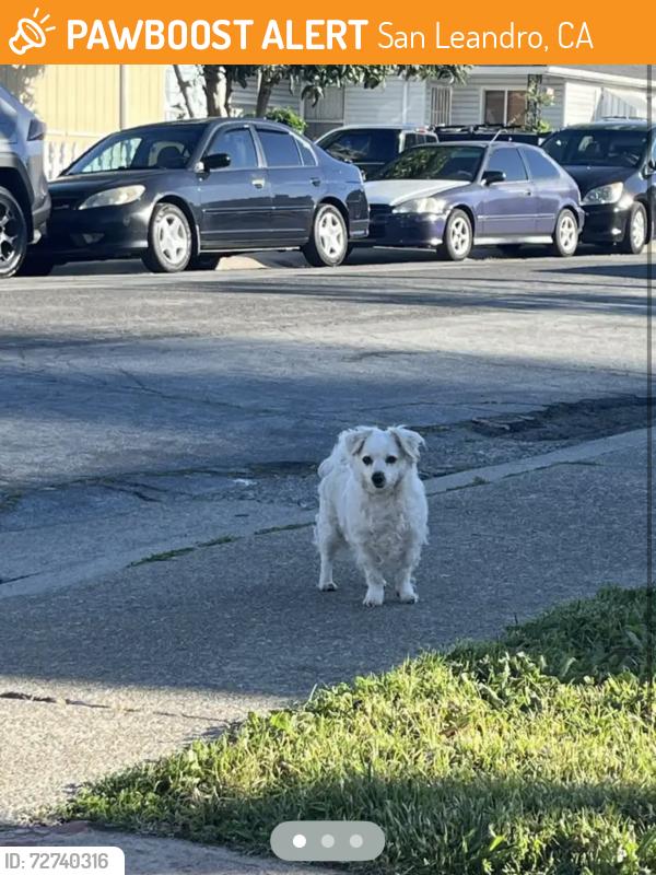 Found/Stray Unknown Dog last seen Grace Street / Donna Street, San Leandro, CA 94578