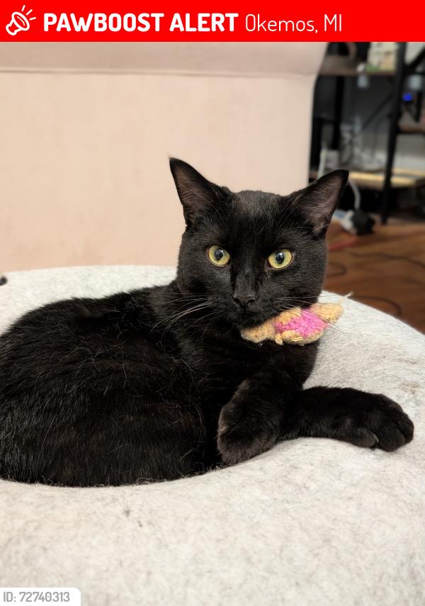 Lost Male Cat last seen Okemos and Tamarack, Okemos, MI 48864