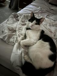 Lost Female Cat last seen Near w northern, Glendale, AZ 85305