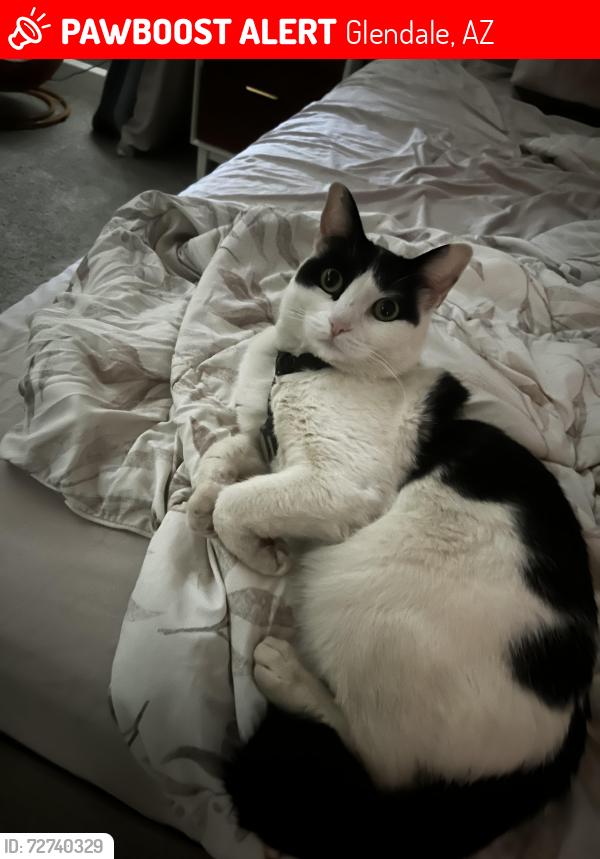 Lost Female Cat last seen Near w northern, Glendale, AZ 85305