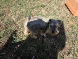 Found/Stray Male Dog last seen 12th street and Broadway , Moore, OK 73160