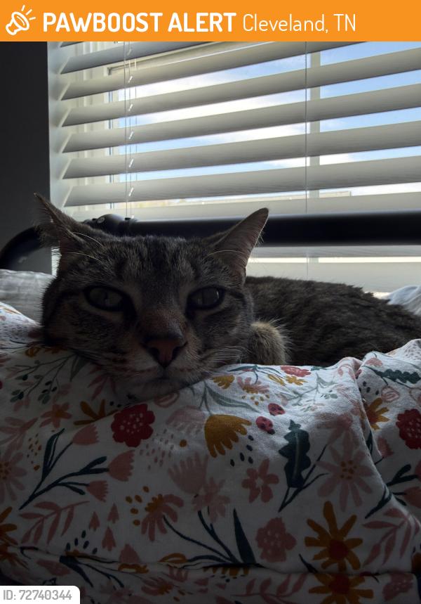 Found/Stray Female Cat last seen Neighborhood near First Baptist, Cleveland, TN 37312