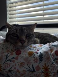 Found/Stray Female Cat last seen Neighborhood near First Baptist, Cleveland, TN 37312