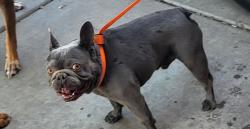 Found/Stray Male Dog last seen Chandler Blvd & Gilbert Rd, Gilbert, AZ 85225