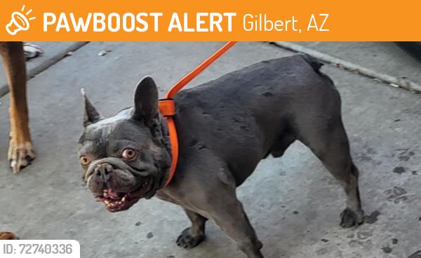 Found/Stray Male Dog last seen Chandler Blvd & Gilbert Rd, Gilbert, AZ 85225