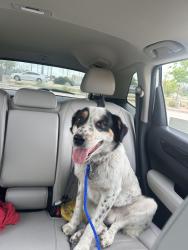 Found/Stray Male Dog last seen Running across road near pet circle exit , Waco, TX 76708