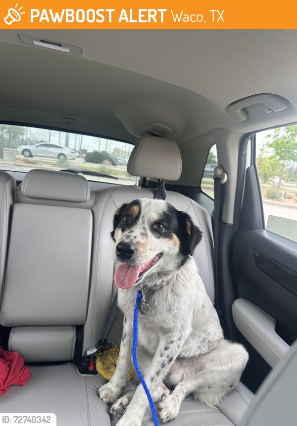 Found/Stray Male Dog last seen Running across road near pet circle exit , Waco, TX 76708