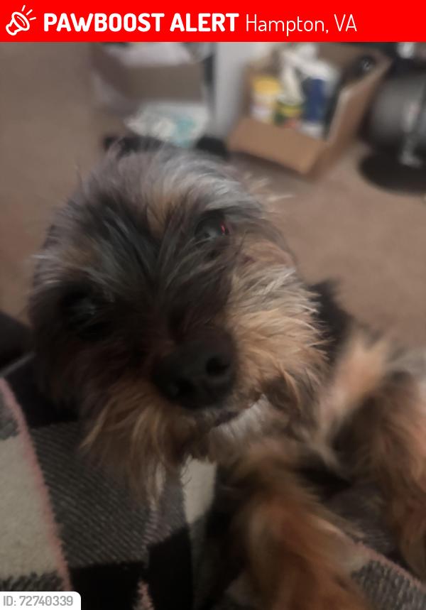 Lost Male Dog last seen Big Bethel road , Hampton, VA 23666