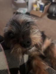 Lost Male Dog last seen Big Bethel road , Hampton, VA 23666