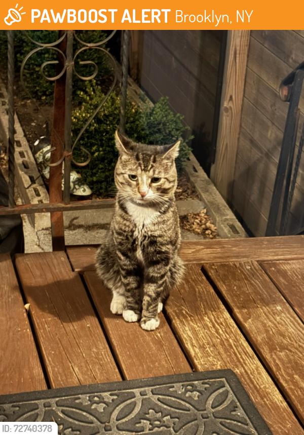 Found/Stray Unknown Cat last seen 78th st, Brooklyn, NY 11209