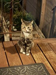 Found/Stray Unknown Cat last seen 78th st, Brooklyn, NY 11209