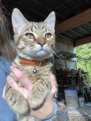Lost Male Cat last seen Overhulse Rd, Olympia, WA 98502
