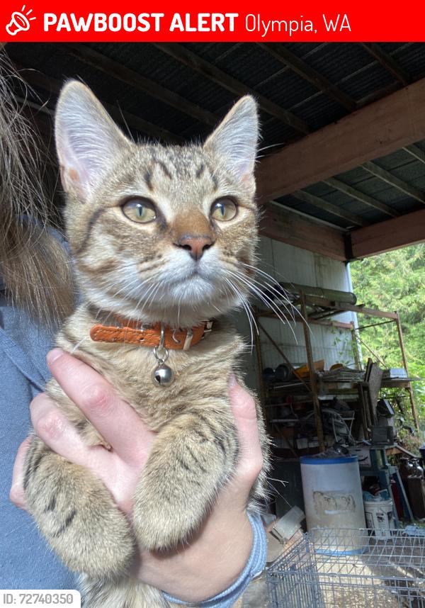 Lost Male Cat last seen Overhulse Rd, Olympia, WA 98502