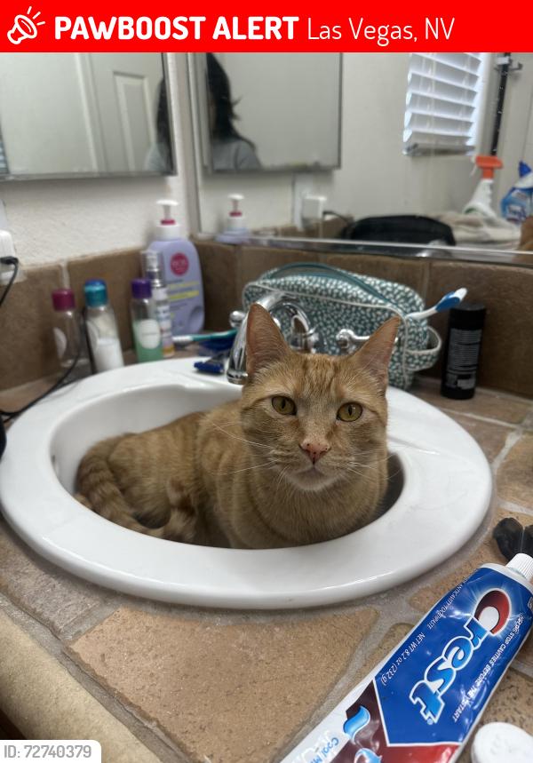 Lost Male Cat last seen Hualapai and Russell, Near s gas station, Las Vegas, NV 89148