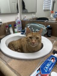 Lost Male Cat last seen Hualapai and Russell, Near s gas station, Las Vegas, NV 89148