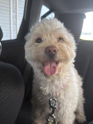 Found/Stray Male Dog last seen Mitthoefer and E. 52nd st, Indianapolis, IN 46236